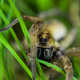 Image for article titled 75 Close-Ups Of Bugs